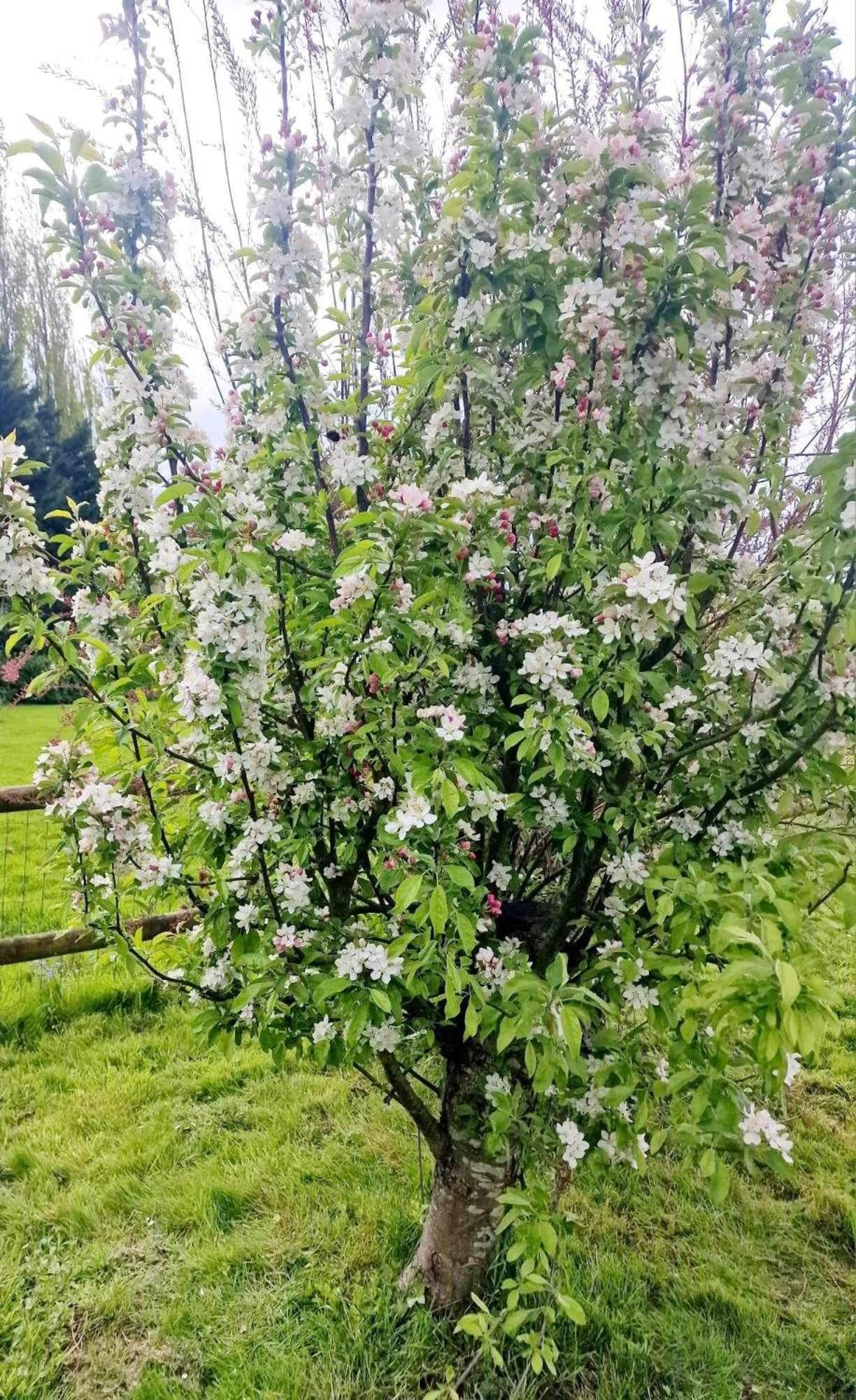 Tanglewood Lägenhet West Ashton Exteriör bild